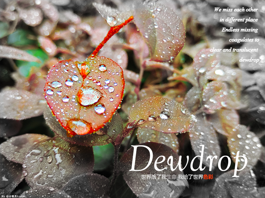 Dewdrop.jpg